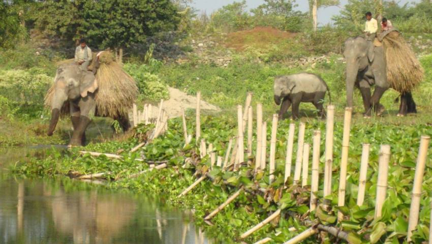 Koshi Tappu Wildlife Reserve