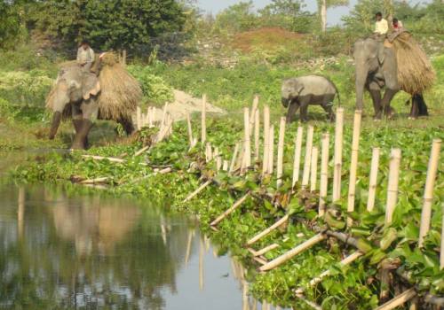 Koshi Tappu Wildlife Reserve